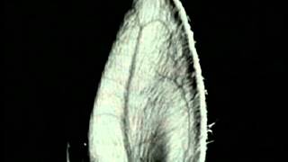 Diffusion and Fick's Law