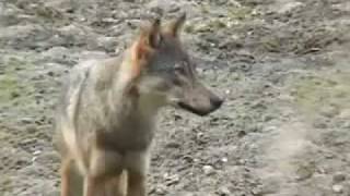 You're A Wolf - Sea Wolf Coastal Wolves