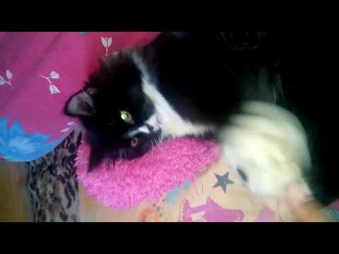 My name is montu😻😻