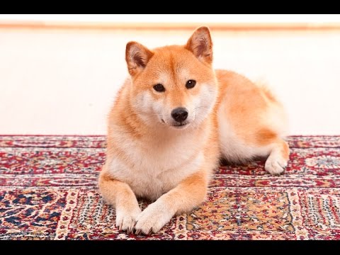 Shiba Inu shed?