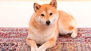 Shiba Inu shed?