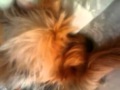 Jeter Barking In His Sleep