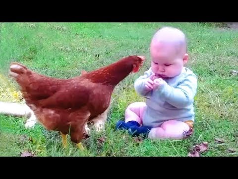 Animaux drôles, enfants et bébés échoue