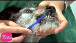 Brosser les dents de votre chien