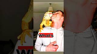 Fantastic Beasts in YouTube| Lizard Became Well-behaved And Clingy #lizards #shorts