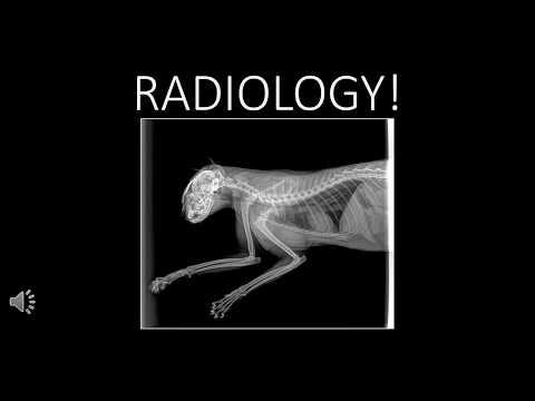 Radiology Saftey and Positioning for Veterinary Assistants