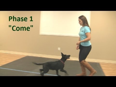 download lagu mp3 mp4 How To Become Your Puppys Master, download lagu How To Become Your Puppys Master gratis, unduh video klip How To Become Your Puppys Master