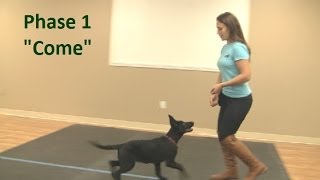 Best way to teach a puppy to come when called  (K9-1.com)