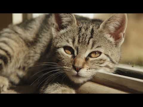 The wonderful world of cats