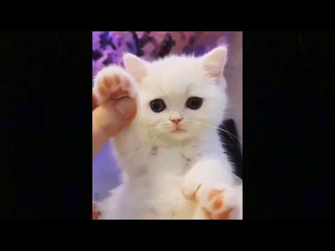 Cute Baby CatsVideo Compilation Cute Moment Of The Cats #3  Cute Cats TV