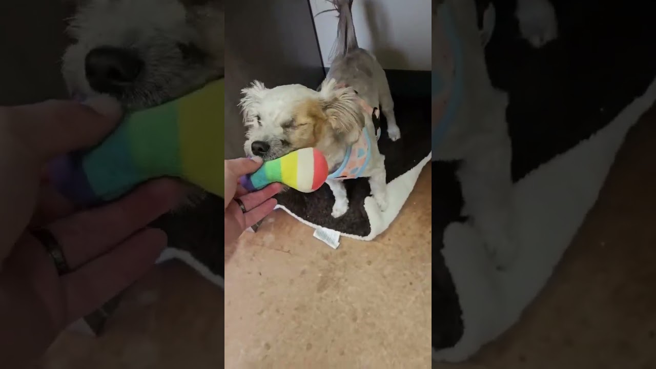 Enlarge Scout, a Adoptable mixed breed in Boulder, CO video 2/3
