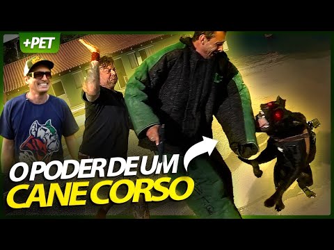 ESSE É O VERDADEIRO PODER DO CANE CORSO! | RICHARD RASMUSSEN