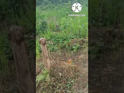 humlok ka jhum kethi( jhum cultivation)