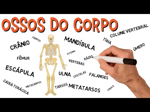 ✅ OSSOS DO CORPO | ESQUELETO HUMANO