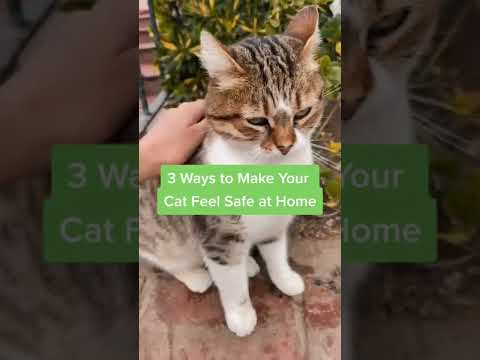 3 Ways to Help Your Cat Feel Safe at Home #Shorts