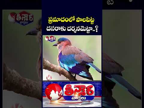 Indian Roller Palapitta Faces Growing Threat in India, Conservationists Raise Alarm | V6 Teenmaar