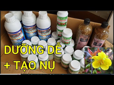 🔴 QBS22229 - DƯỠNG DỄ TẠO NỤ CHO MAI VÀNG  0942456100|| CHĂM SÓC TẠO NỤ MAI VÀNG THÁNG 6 ÂM LỊCH
