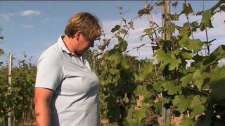 preview picture of video 'Weinbau: Das Winzerjahr - Rebenheften - Weingut Mohr, Bensheim'