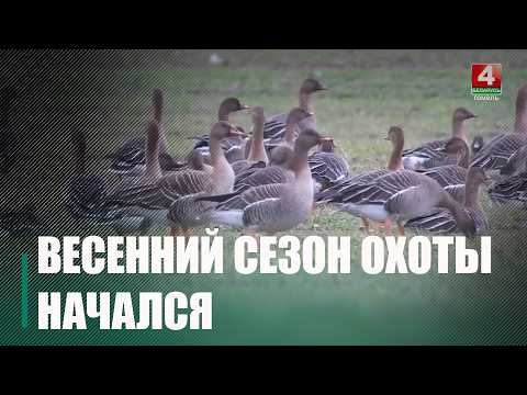 В Беларуси стартовал весенний сезон охоты