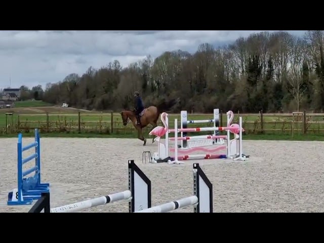 Superbe hongre de 8 ans (2026) 