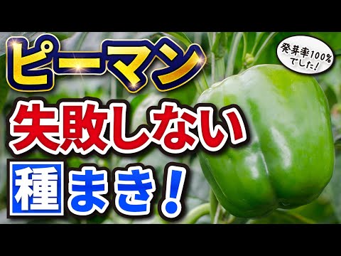 ピーマンをいつポットに播種し、どのようにすれば良い収穫が得られるでしょうか？  庭園