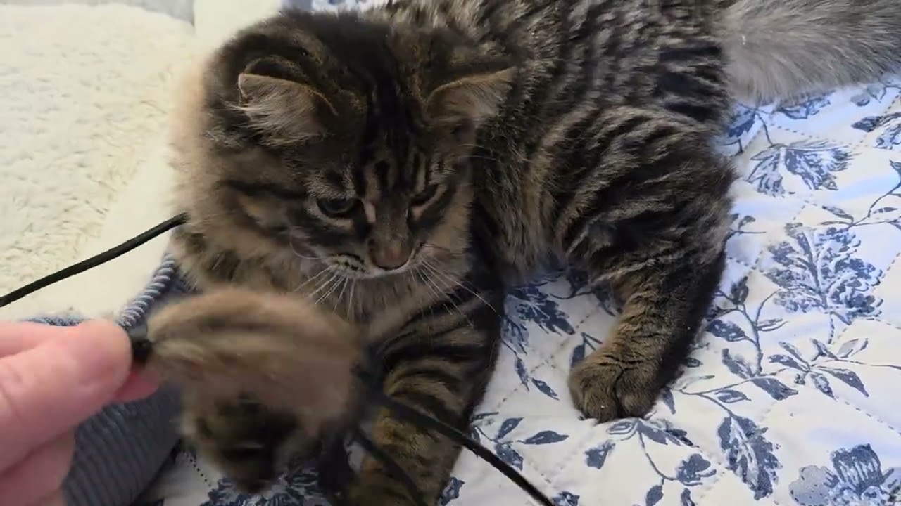 Enlarge BUSCEMI, a ADOPTABLE Domestic Medium Hair in Gurnee, IL video 6/6