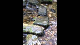 The Lady Glen Kilkerran Woods