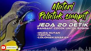 Download lagu MASTERAN SOGON PELATUK SAMPIT JEDA 20 DETIK #sogon #sogokontong #masteransogon #sogongacor mp3