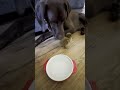 Duckling Forms Unlikely Friendship With Bird Dog