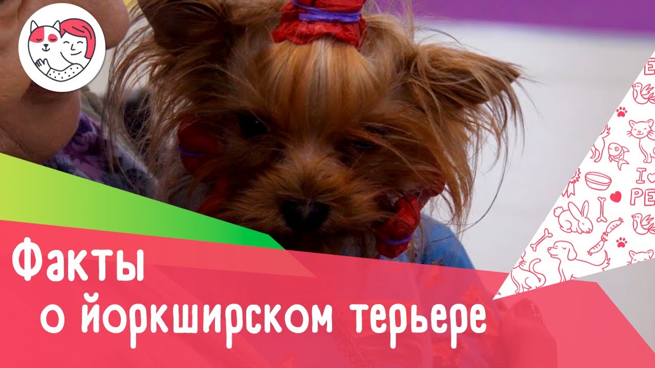 5 интересных фактов о йоркширском терьере