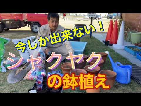 園芸 シャクヤク、シャクヤク