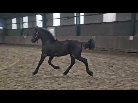 Stal Okkema's Bernard - Markus x Beart - Colt - 2024