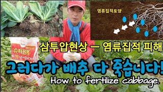 비료 잘못하면 배추 다 죽습니다. How to fertilize cabbage.