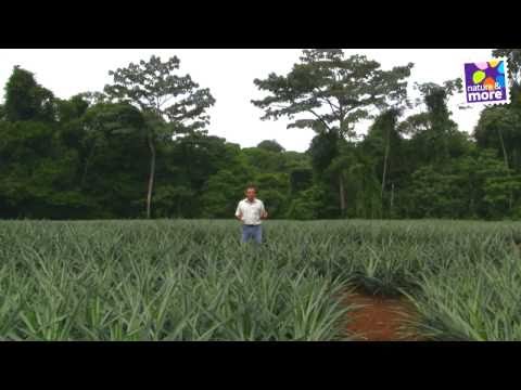 Nature and More Grower: Luis Carlos Gonzales of Corsicana!