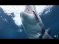 Meet Slash The Shark Shark Week
