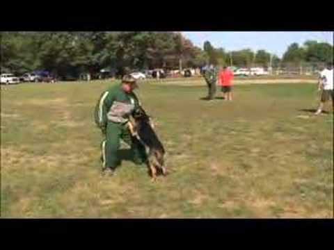 DOG TRAINING- POLICE DOG DEMONSTRATION