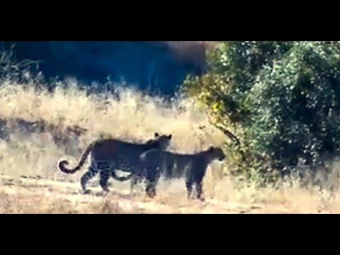 Tlalamba and Tshipondo Leopards Hunting Impala at the Dam Cam 5-22-25