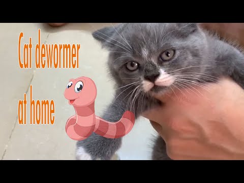 🥰How to give medicine at home, deworming for a 4 week old kitten | Meow Kittens