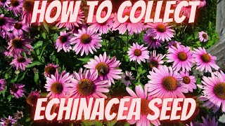 The SECRET to Growing a RAINBOW of Coneflowers for FREE! (Echinacea Seed Harvest Hack!)