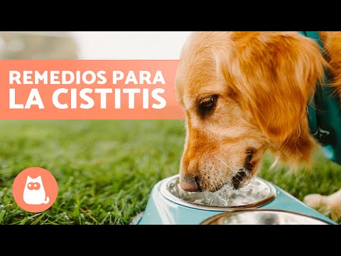 REMEDIOS CASEROS para la INFECCIÓN URINARIA en PERROS 🐶💧✅
