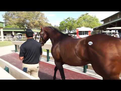 Commissioner Colt named Galway Empire OBS March 2019