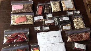 Heirloom Seeds (How to collect and store)