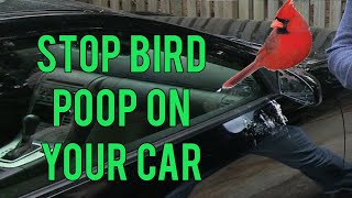 Stop bird poop on your car