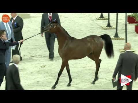 2ND - N.12 BELLADONNA AT - Paris 2016 - Yearling Fillies (Class CM1 B)