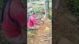 Download lagu nebang kayu kelopo #grajikayu #vidiohiburan #wood #sthill#sinso mp3 Download lagu nebang kayu kelopo #grajikayu #vidiohiburan #wood #sthill#sinso mp3