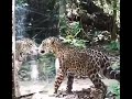 Placing Mirror In The Jungle Watch Out Tiger Animals Crazy Fights Caught On Camera Funny 3