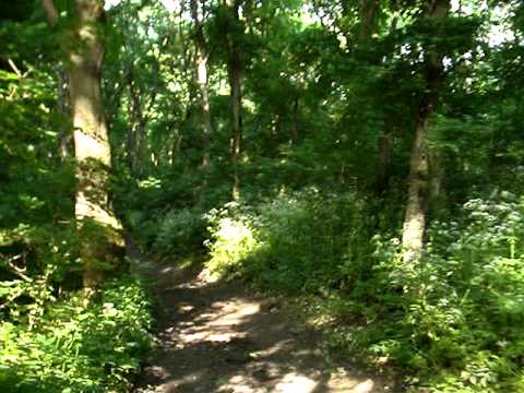 Forest of Balteni-Vaslui (spring 2011)