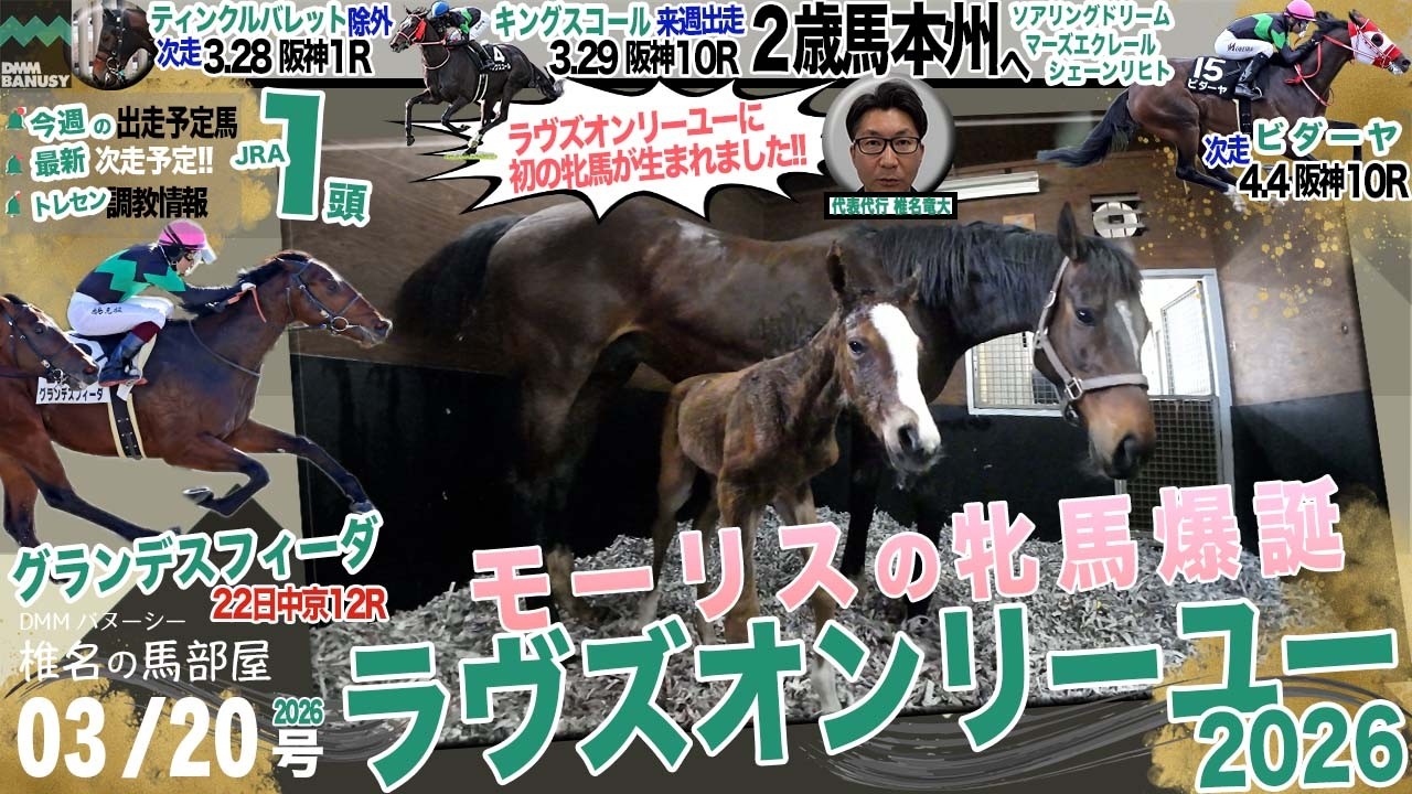 【椎チャンネル】椎名の馬部屋_3/19撮影_近況報告