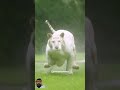 Tiger Liger Lion Ligermovie Wildlife Ligertelugumovie Animals Ligerpromotion Zoo Ligerup