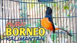 Download lagu Murai BORNEO gacor!! ~ Penghuni Hutan KALIMANTAN mp3